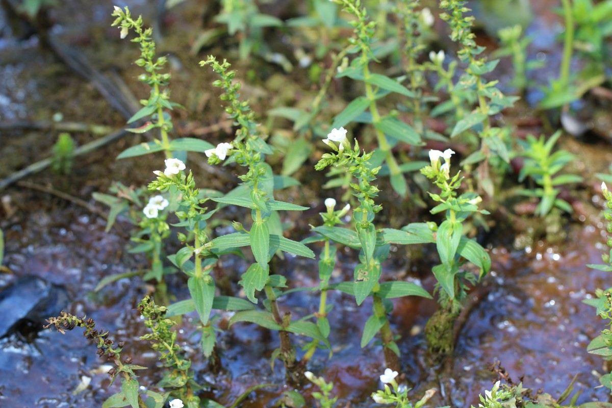 Limnophila heterophylla (Roxb.) Benth.